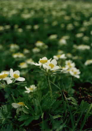 �n�N�T���C�`�Q