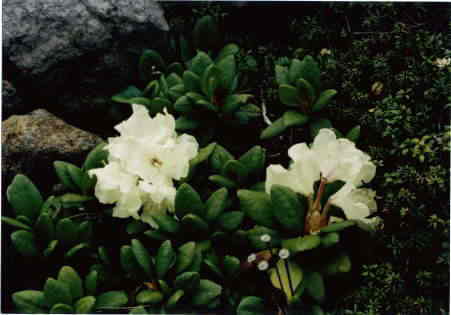 �L�o�i�V���N�i�Q